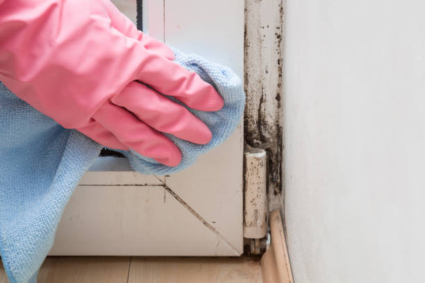 Best Black Mold Removal  in Port Hueneme, CA